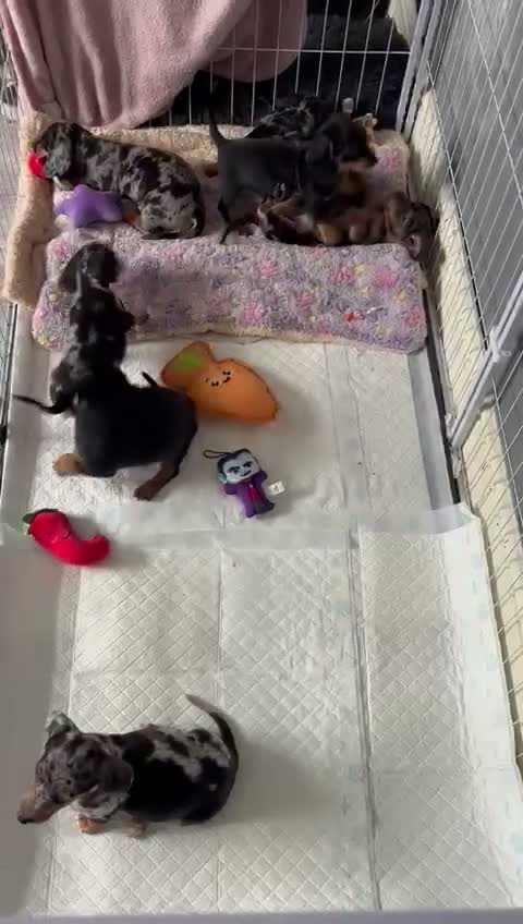 Miniature Dachshund dogs for sale: 😾  •• Miniature Dachshund Puppies  •• 🐺   - Video 2