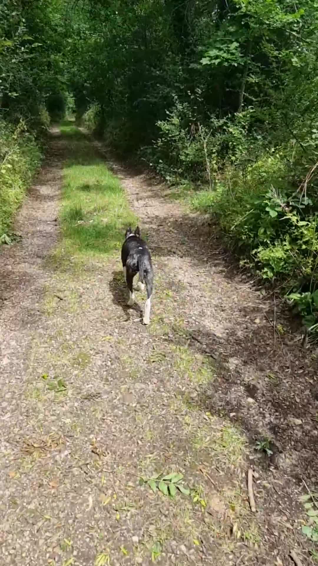 Mixed Breed dogs for sale: Loving Young Mixed-Breed Dog. - Video 1