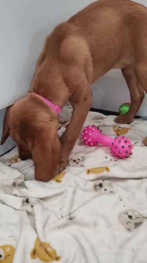 Labrador Retriever dogs for sale: FOX RED LABRADOR GIRL REDUCED READY NOW TO LEAVE  - Video 1