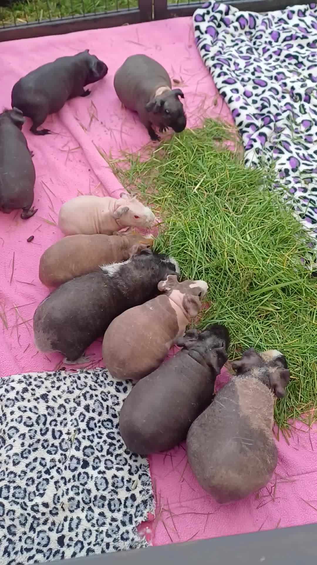 Guinea Pig rodents for sale: Longhaired and skinny pigs available  - Video 1