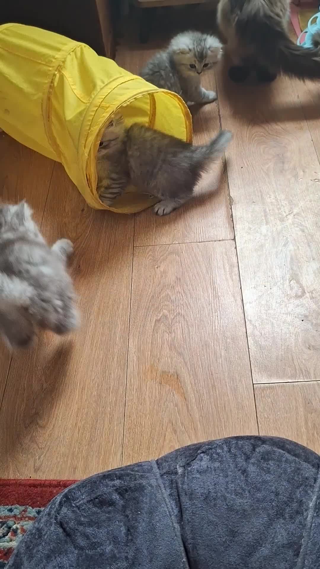 Persian cats for sale: Persian chinchilla  - Video 4