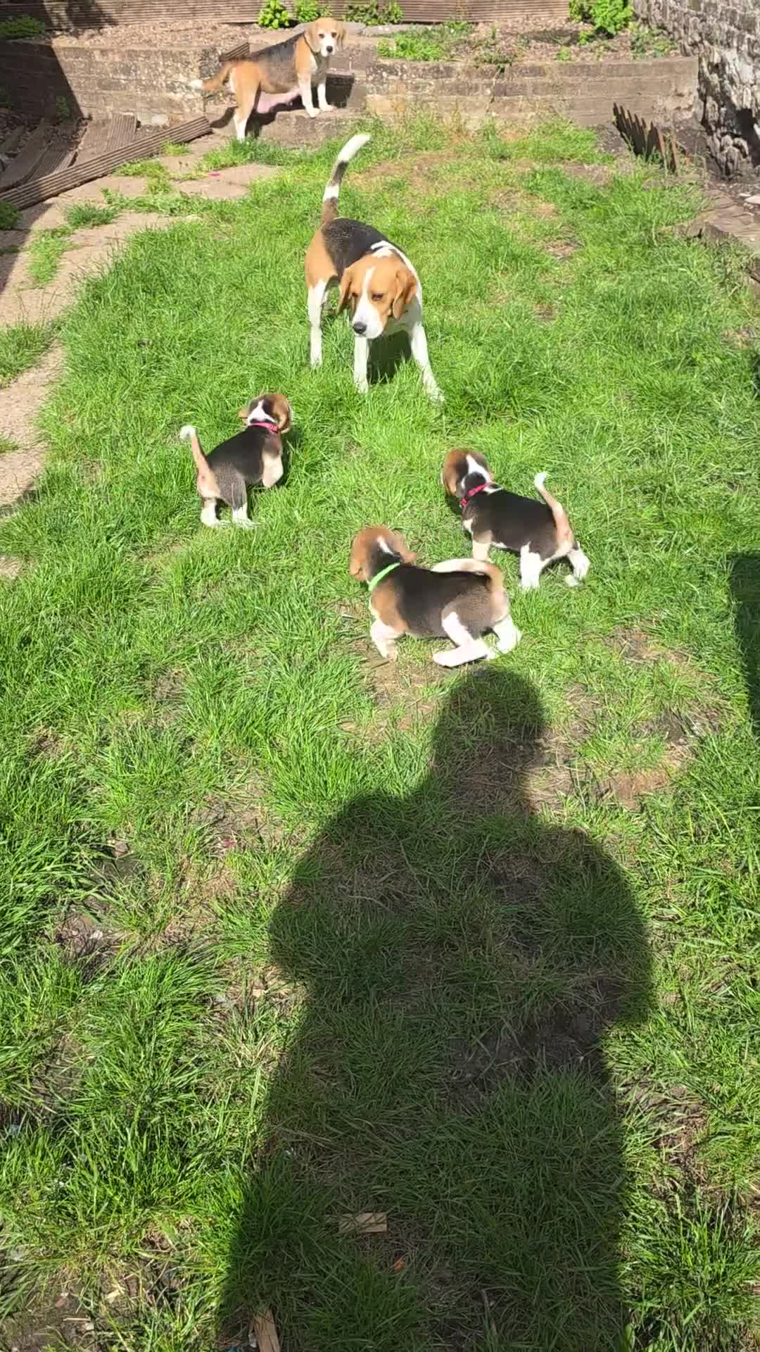 Beagle dogs for sale: Beagle puppies ready for love!! - Video 1