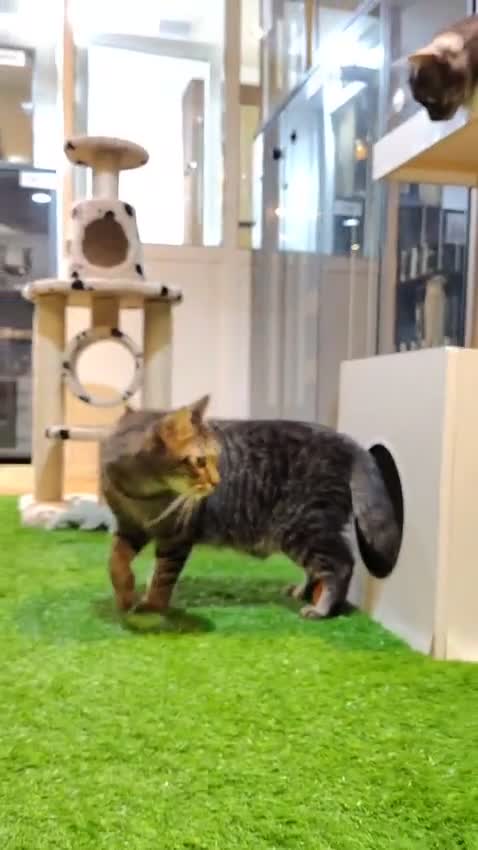 Mixed Breed cats for adoption: MISTER IS MY NAME I am SUPER HANDSOME & CUDDLY  - Video 4