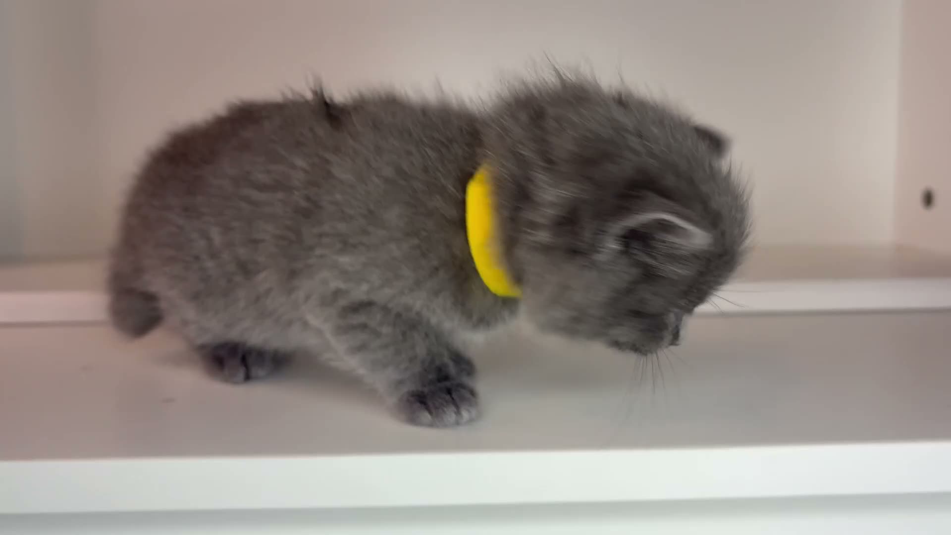 Ragdoll cats for sale: Beautiful Ragdoll kittens x Long haired Russian  in Plymouth - Video 3