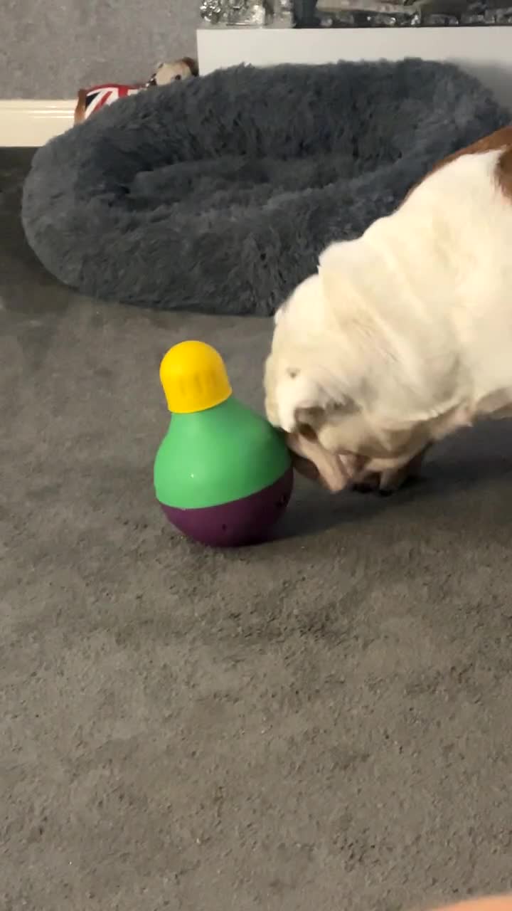 English Bulldog dogs for sale: Neil  - Video 4
