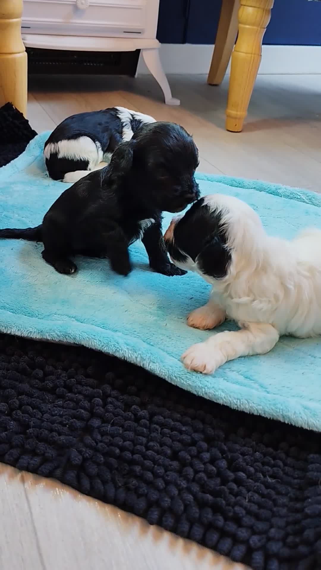 Cavapoo dogs for sale: Unique🌈Litter F1 Cavapoo's Health Tested  in Stockport - Video 1