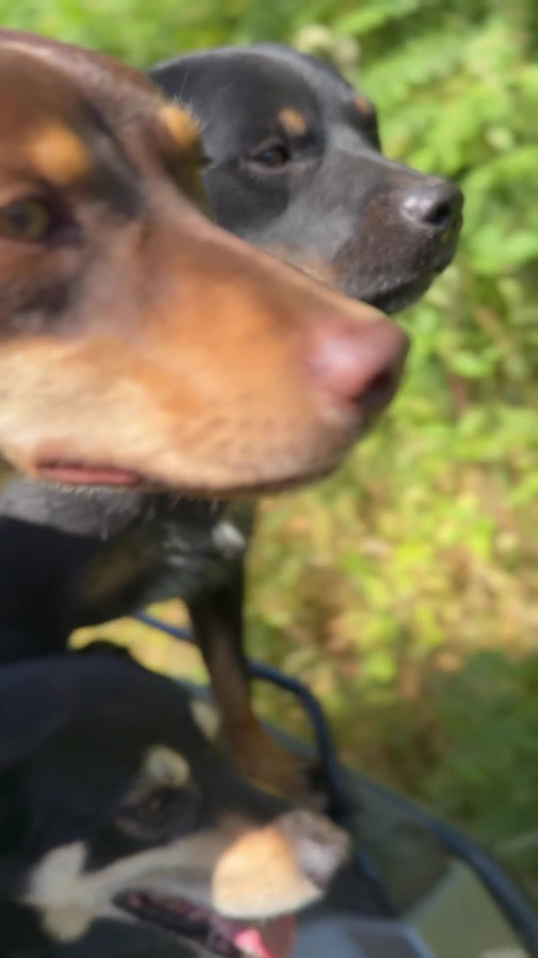 Australian Kelpie dogs for sale: Pure Bred Kelpie pups - Video 5