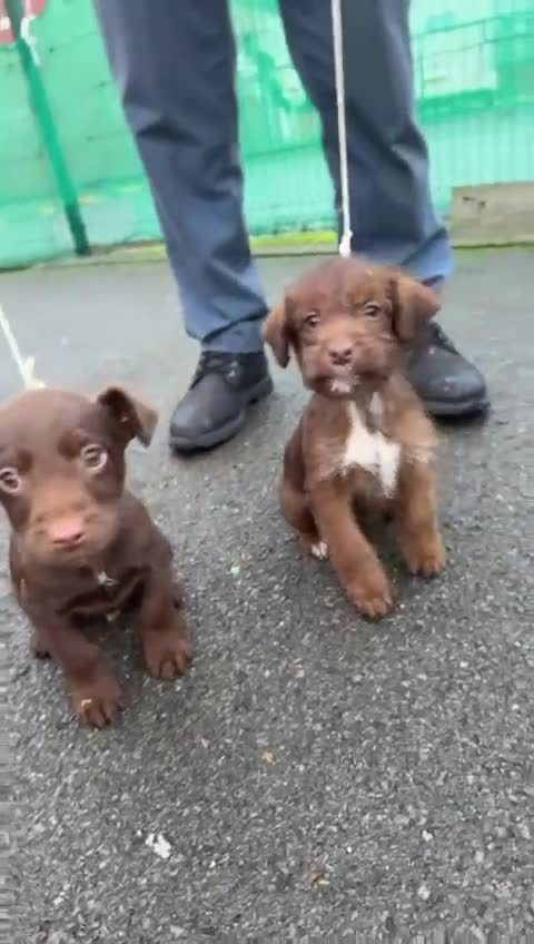 Mixed Breed dogs for sale: 4 puppies for sale 2 male and 2 female  - Video 1