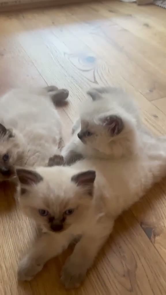 Ragdoll cats for sale: Beautiful Ragdoll Kittens for sale  - Video 1