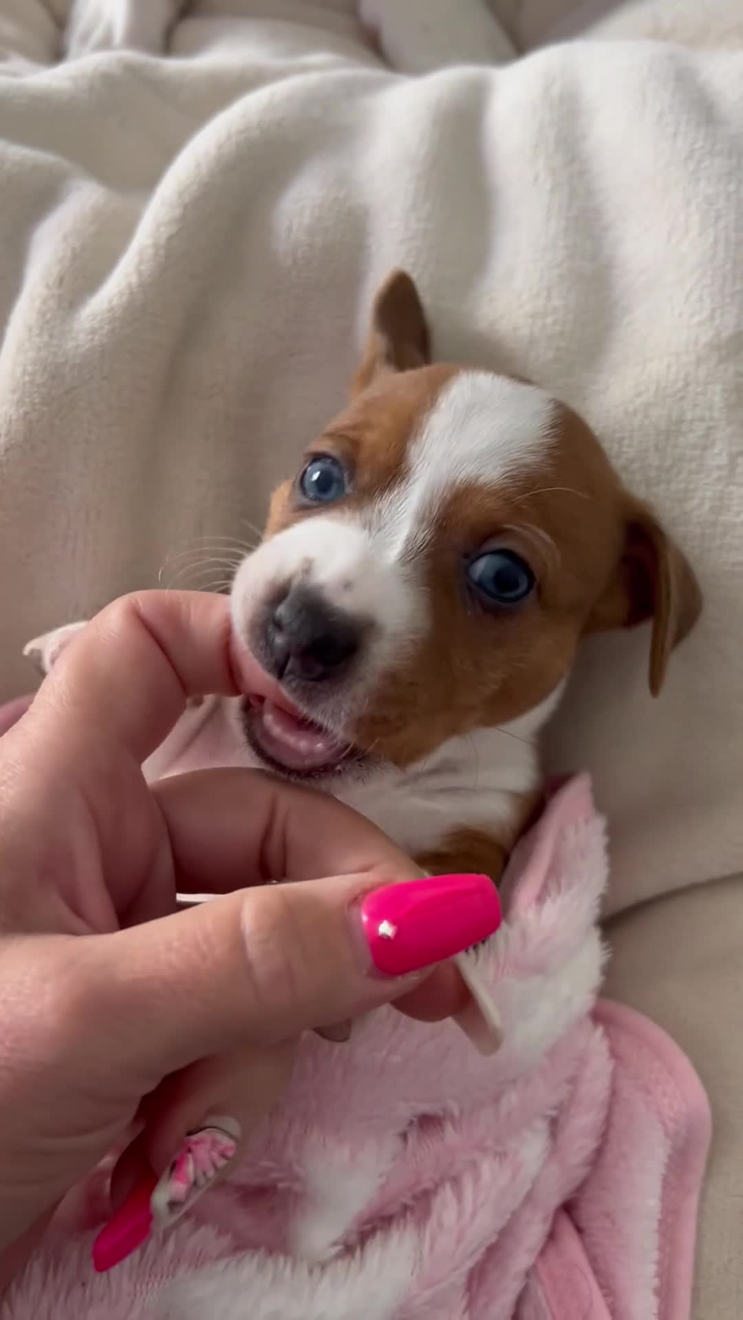 Jack Russell dogs for sale: *** 5 stunning puppies available *** - Video 1