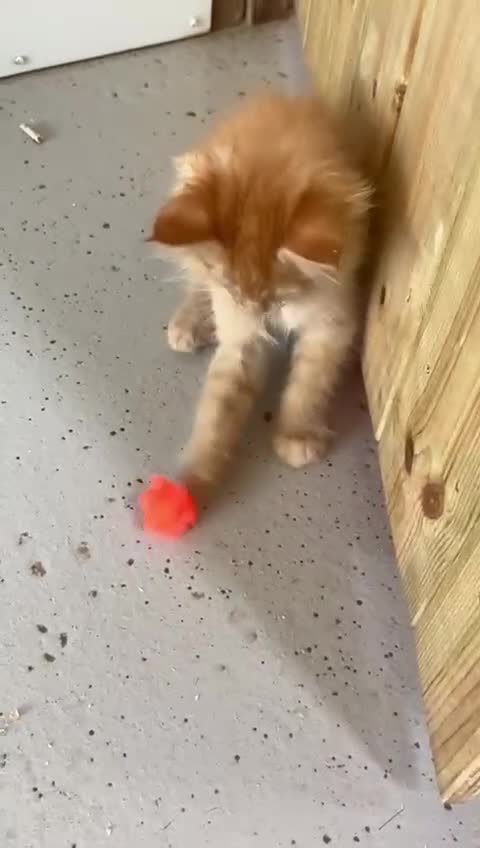 Maine Coon cats for sale: Red Maine coon female kittens, TICA reg - Video 3