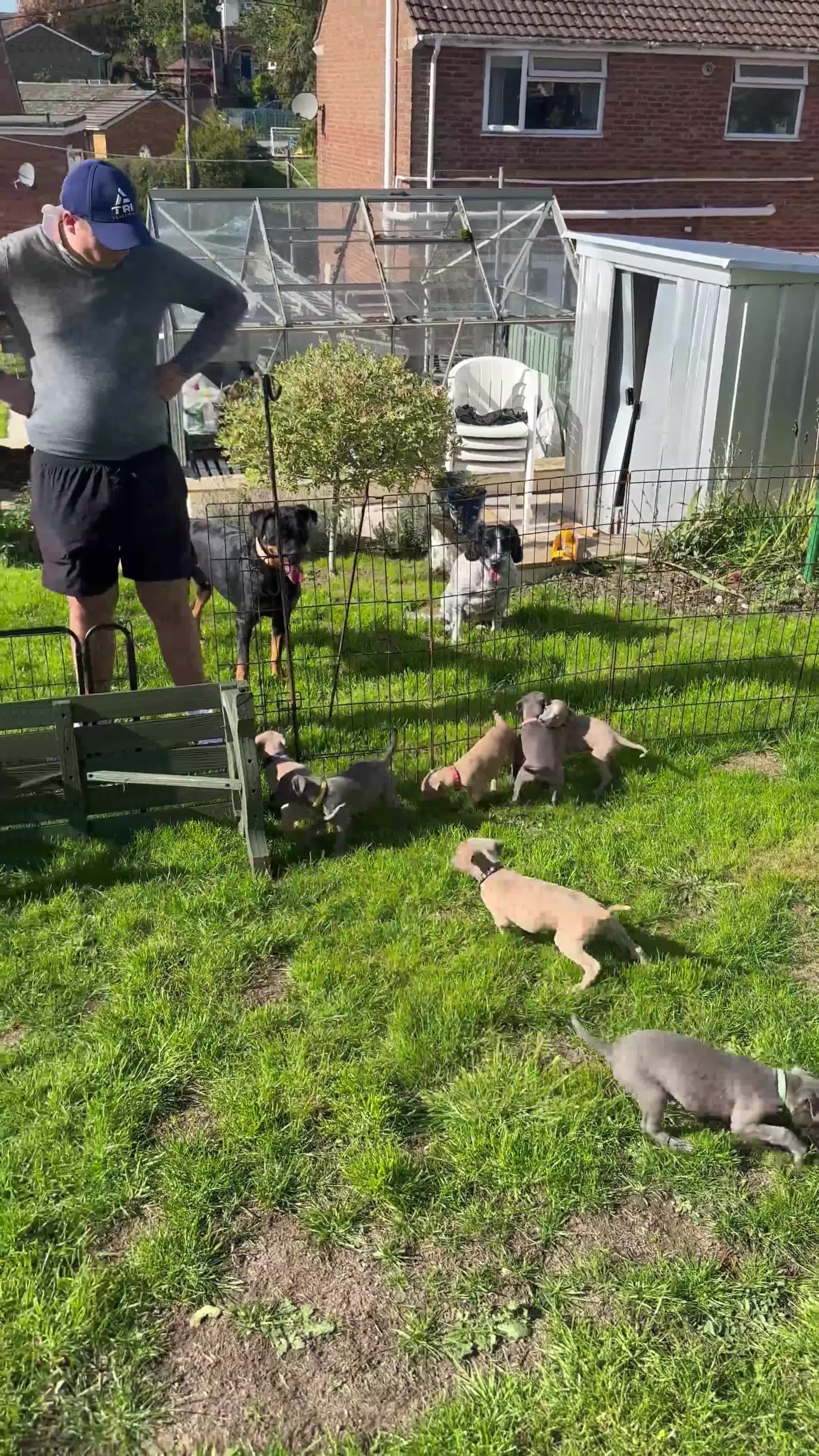 Whippet dogs for sale: READY NEXT WEEK! GORGEOUS WHIPPET PUPPIES - Video 5