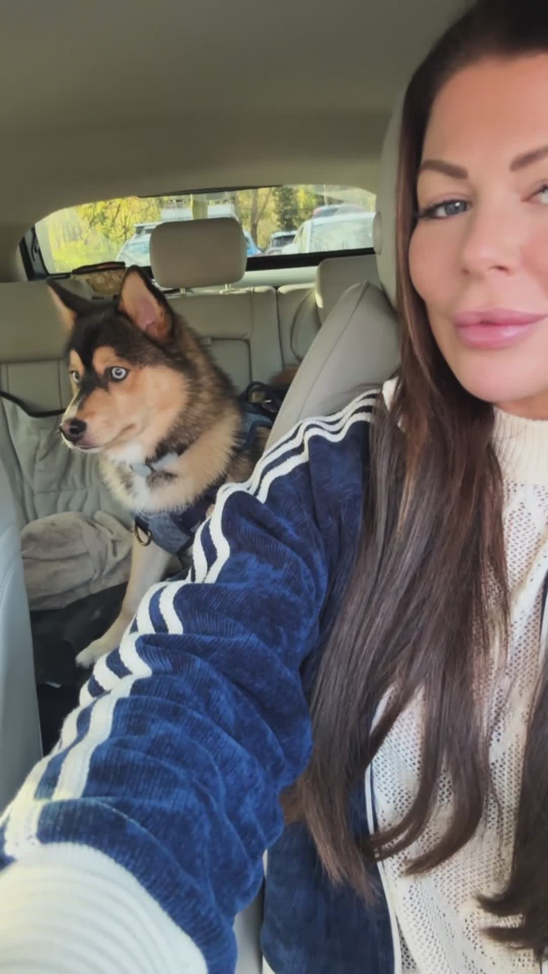 Pomsky dogs for sale: 7 month old Pomsky - Blue eyes - Video 1