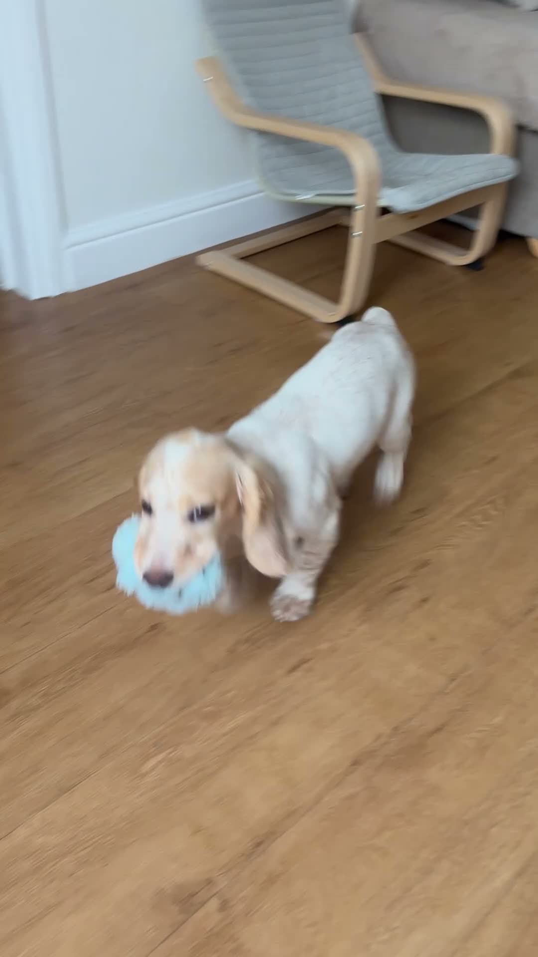 Cocker Spaniel dogs for sale: Working Lemon Roan Cocker spaniel  in Torquay - Video 1