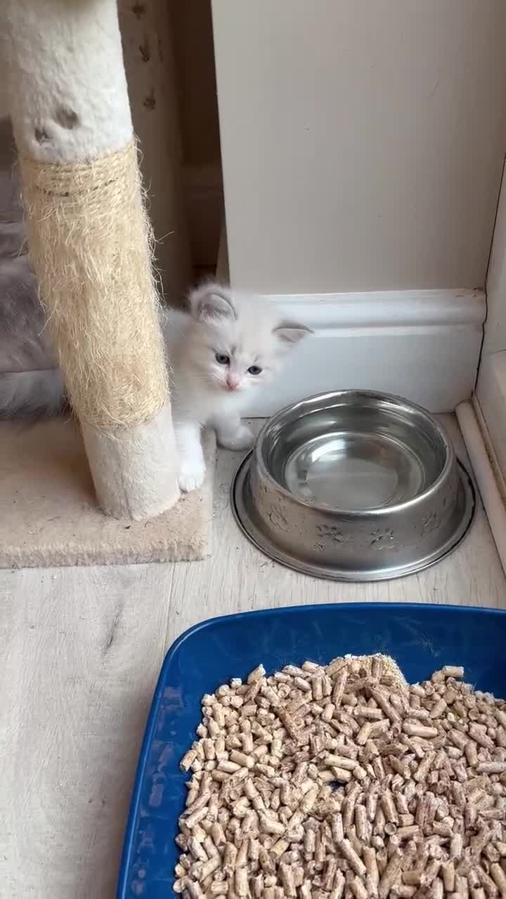 Ragdoll cats for sale: 5 beautiful GCCF Ragdoll kittens - Video 1