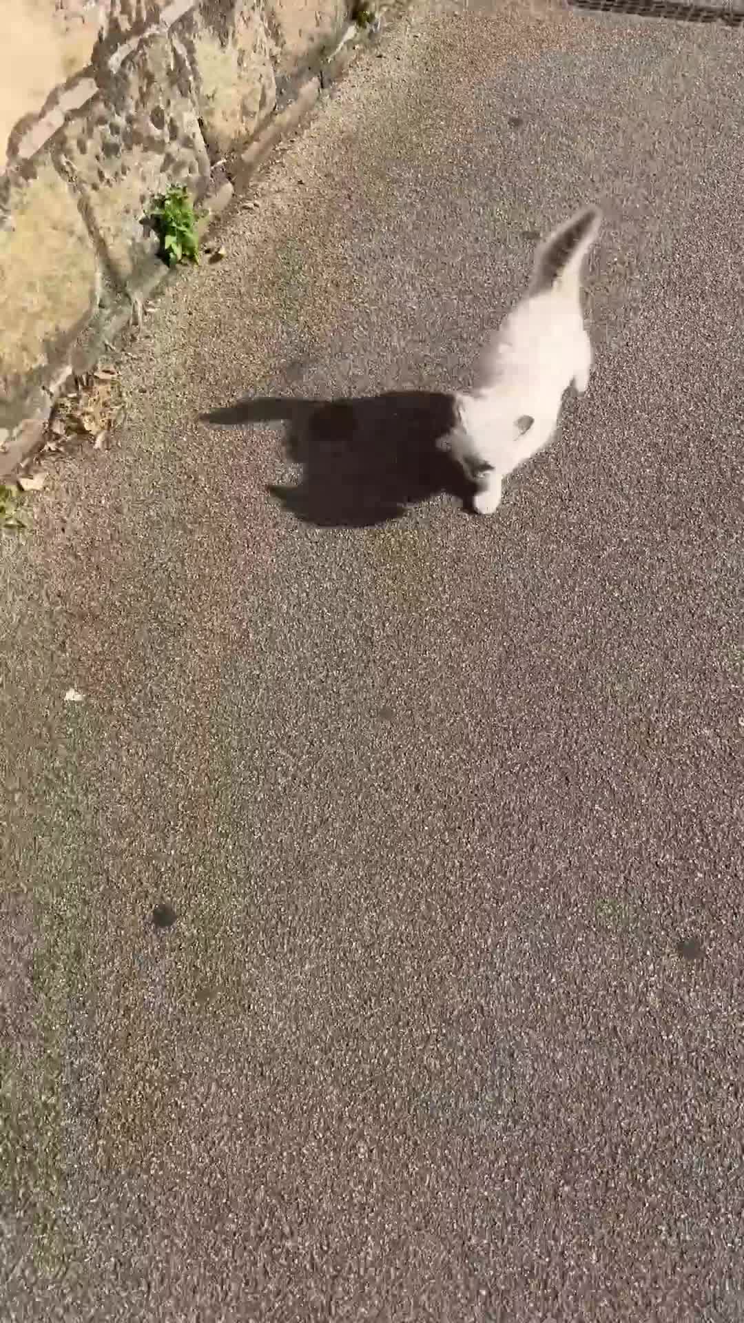 Ragdoll cats for sale: Playful paw 🐾 - Video 1