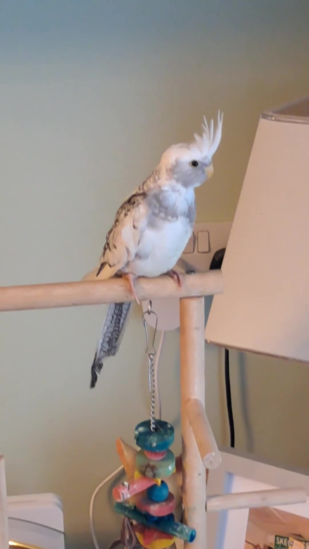 Cockatiels birds for sale: Hand reared baby cocktail very tame  - Video 1