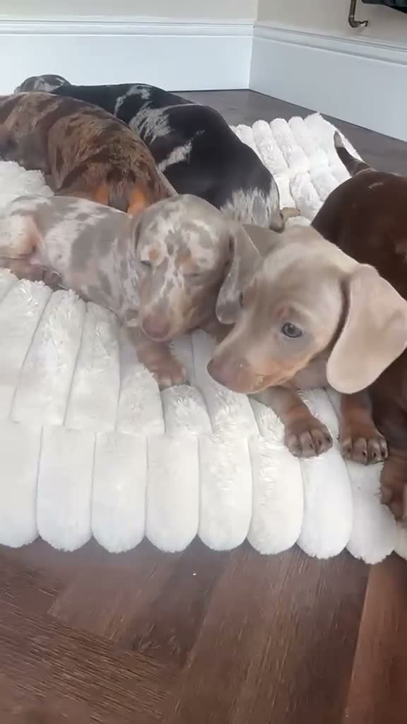 Miniature Dachshund dogs for sale: 5 beautiful baby miniature dachshund puppies  - Video 1