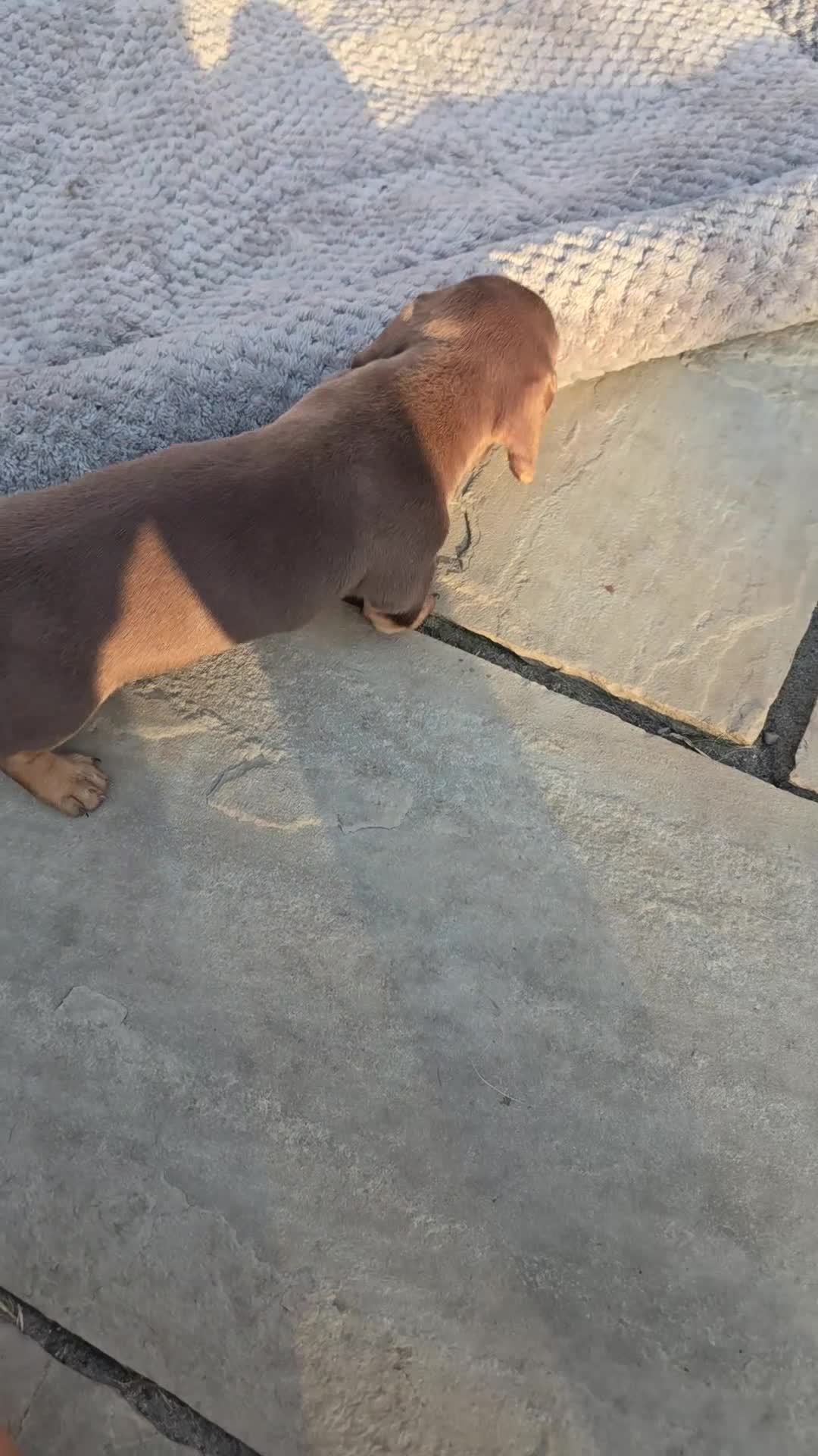 Miniature Dachshund dogs for sale: Miniature dachsund puppy's  in Walsall - Video 1
