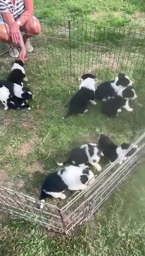 Border Collie dogs for sale: ISDS Registered border collie pups - Video 1