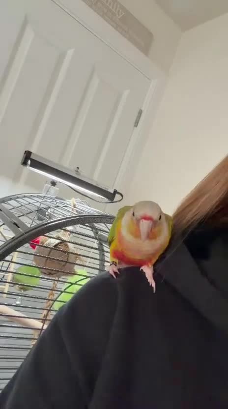 Conures birds for sale: Green cheek conure 11months for sale £500  - Video 1