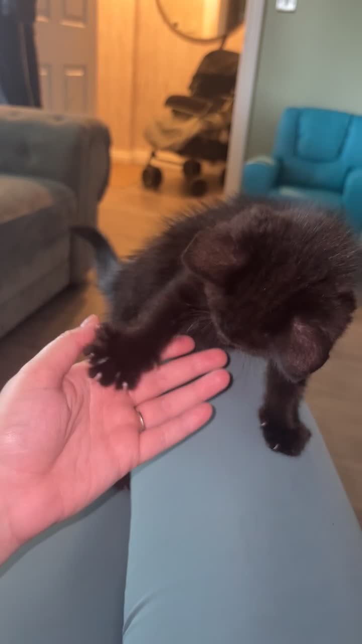Mixed Breed cats for sale: Black kitten  in Middlesbrough - Video 1