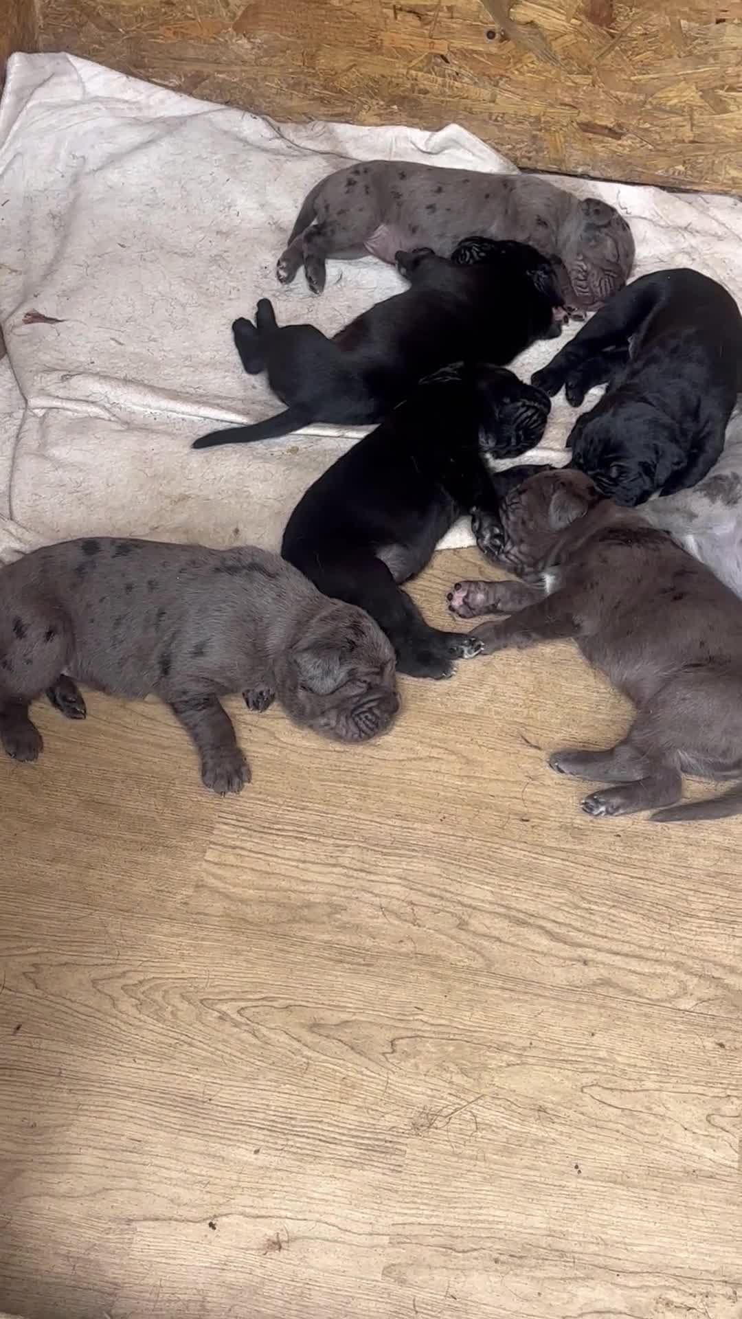 Cane Corso dogs for sale: Cane corso pups  - Video 3