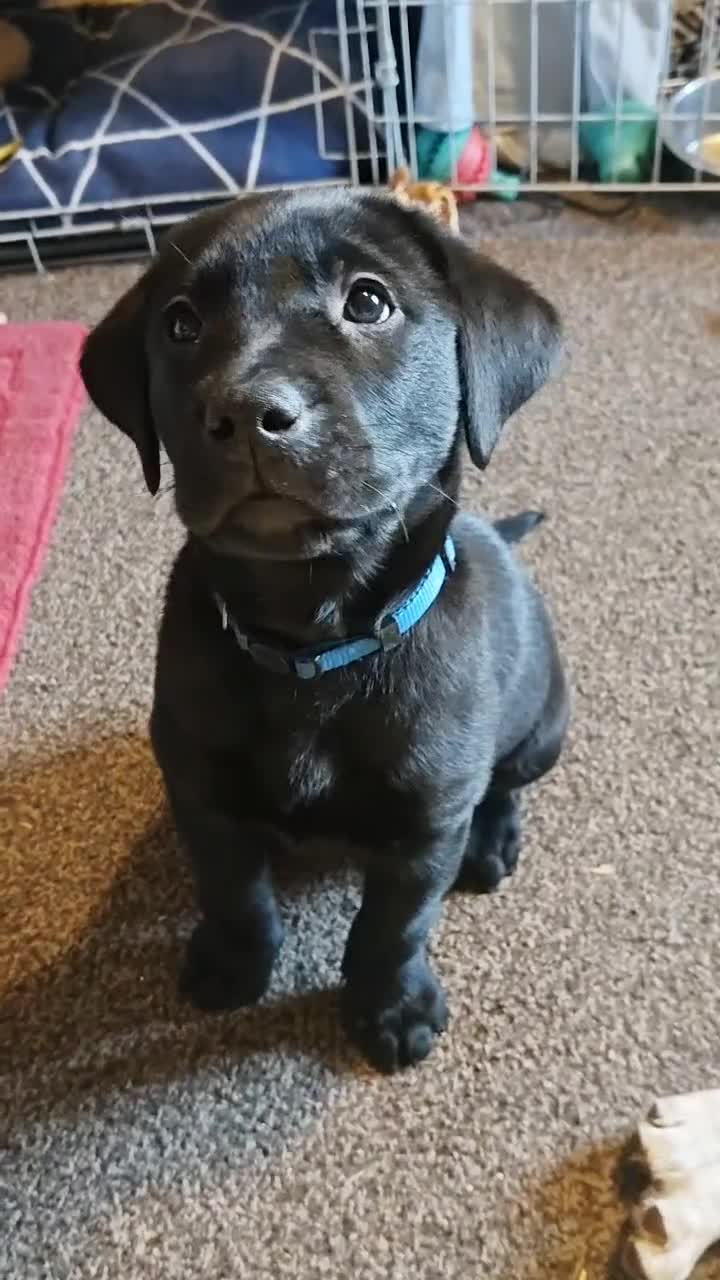 Labrador Retriever dogs for sale: *2 left* KC reg labs (READY TO GO NOW!) - Video 1