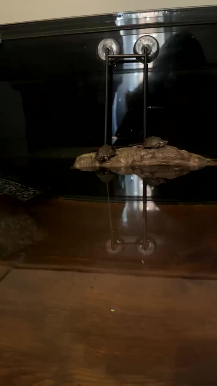 Turtle reptiles for sale: Two musk turtles  - Video 2
