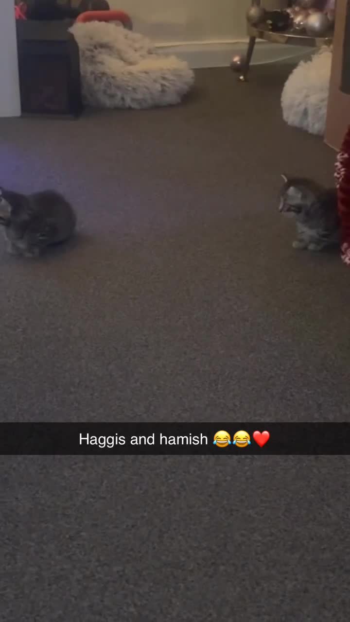 Mixed Breed cats for sale: 3 BEAUTIFUL BOYS READY TO GO 7/1 - Video 3