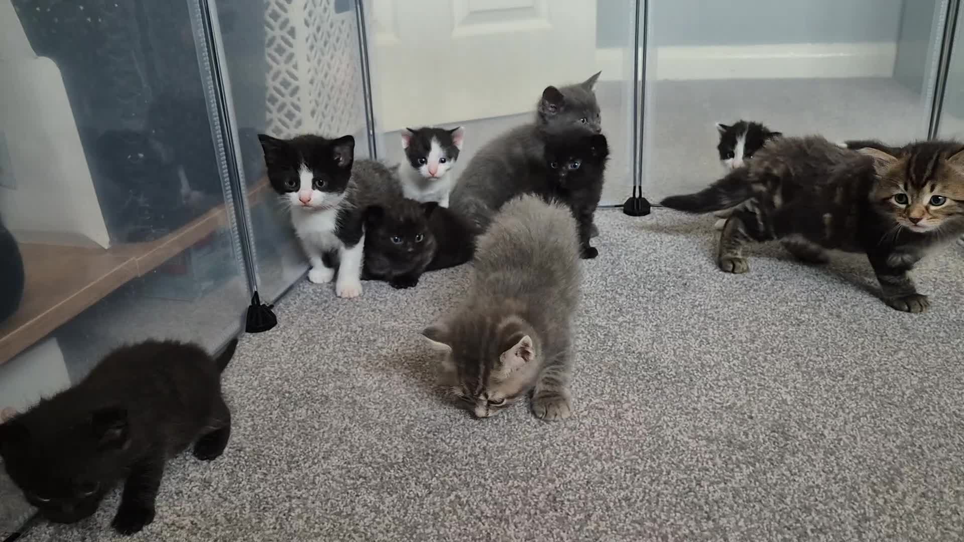 Mixed Breed cats for sale: Beautiful litter of 5 kittens  - Video 1