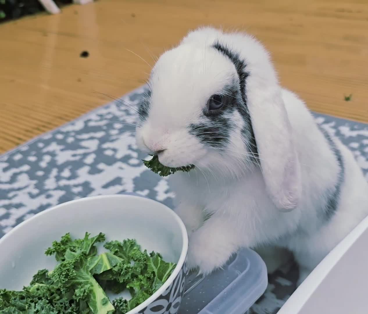 Mini Lop rabbits for sale: Beautiful mini lop Buck - Video 1