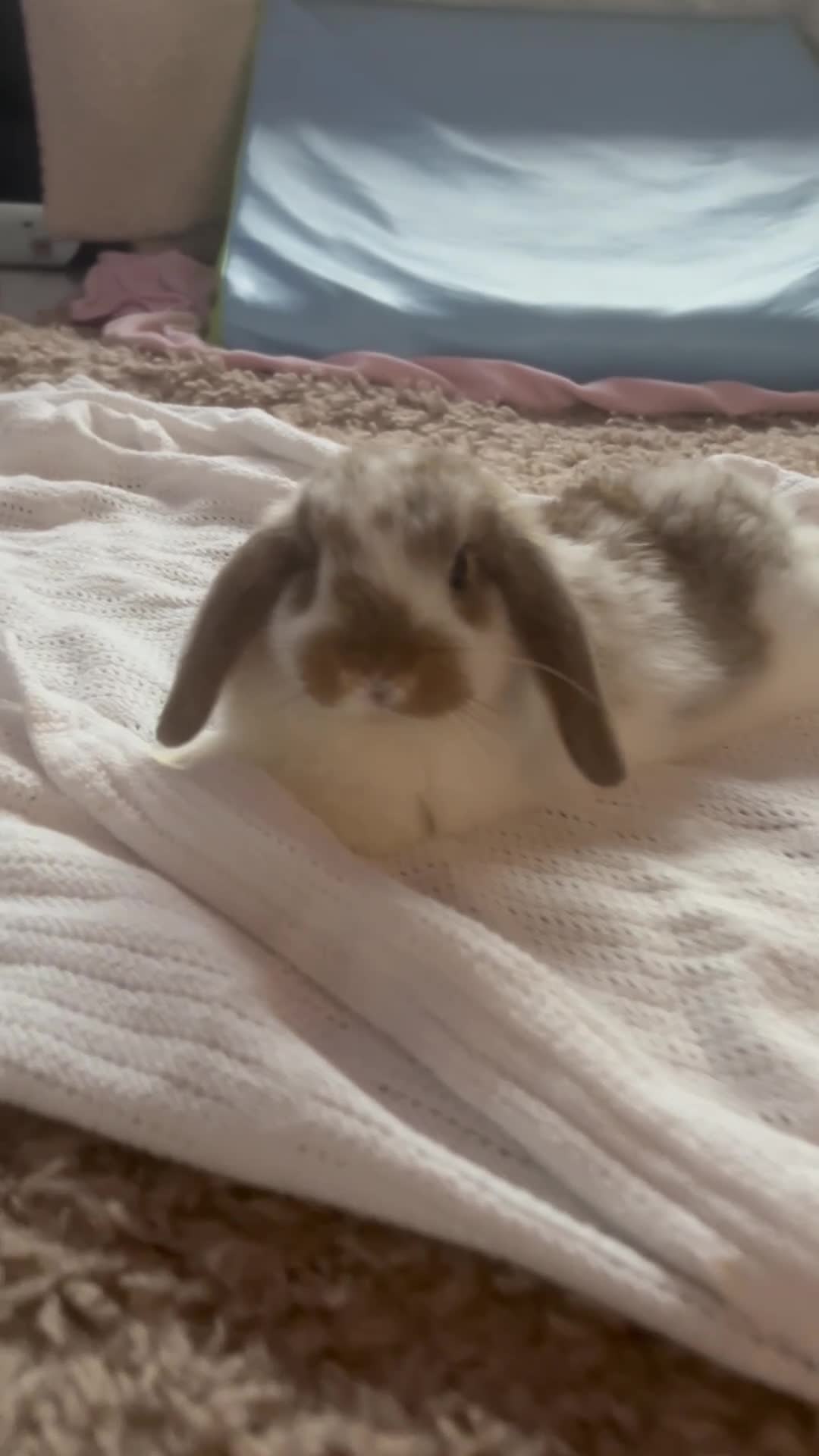 Mini Lop rabbits for sale: Beautiful mini lop Bunnies - Video 1