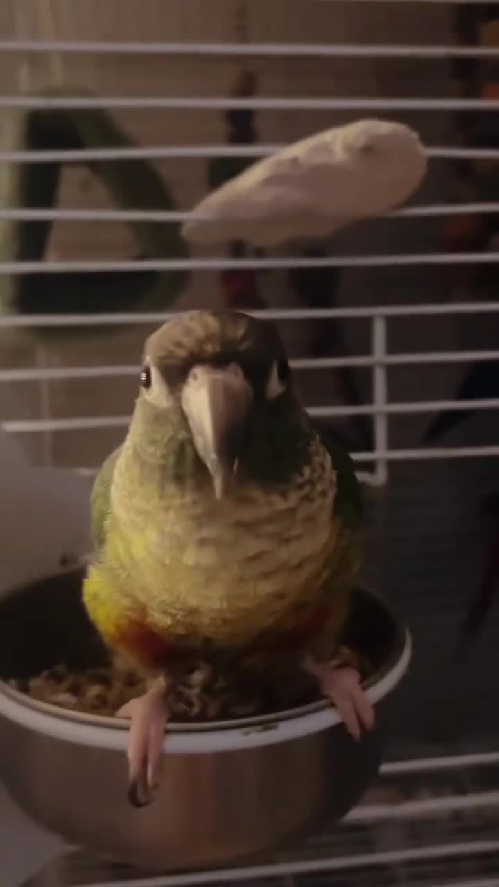 Conures birds for sale: Bonded pair of yellow-sided conures - Video 1