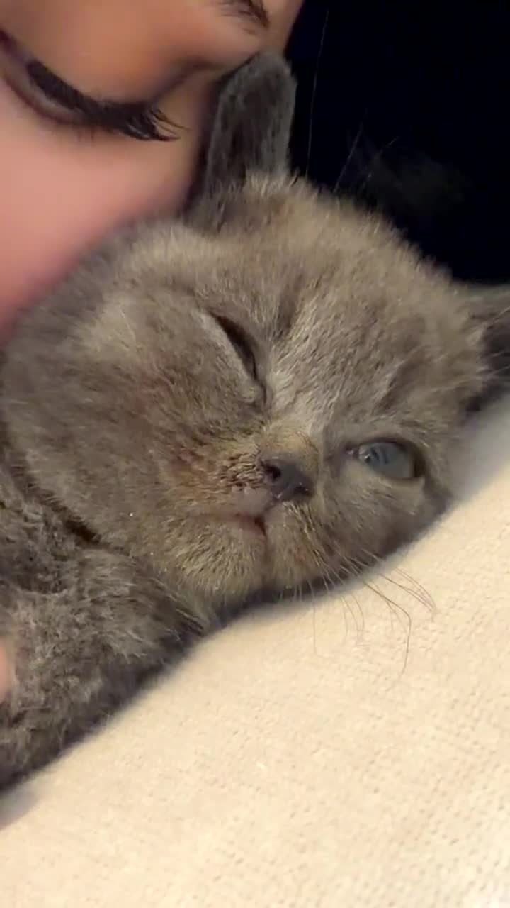 British Shorthair cats for sale: Beautiful British Shorthair Kitten for Sale in Atherstone - Video 1
