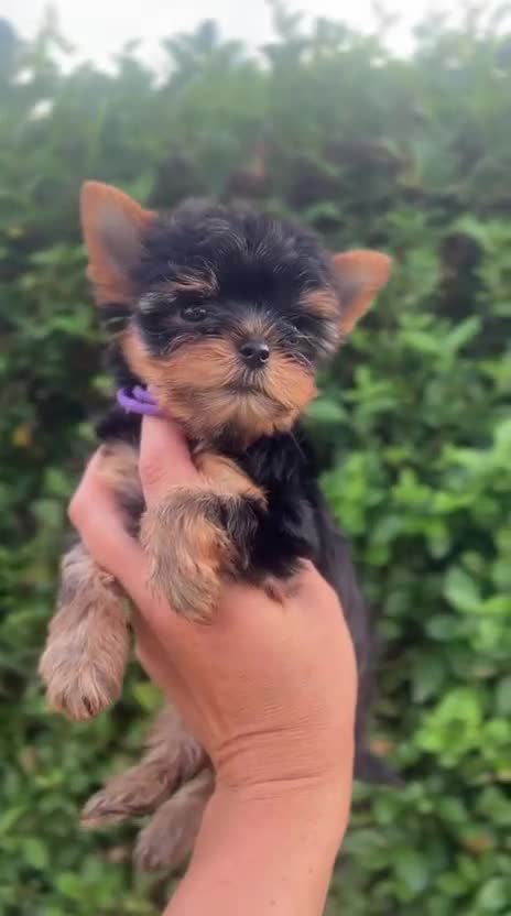 Yorkshire Terrier dogs for sale: ❤️ Beautiful Yorkshire Terrier Puppies. Ready now - Video 1