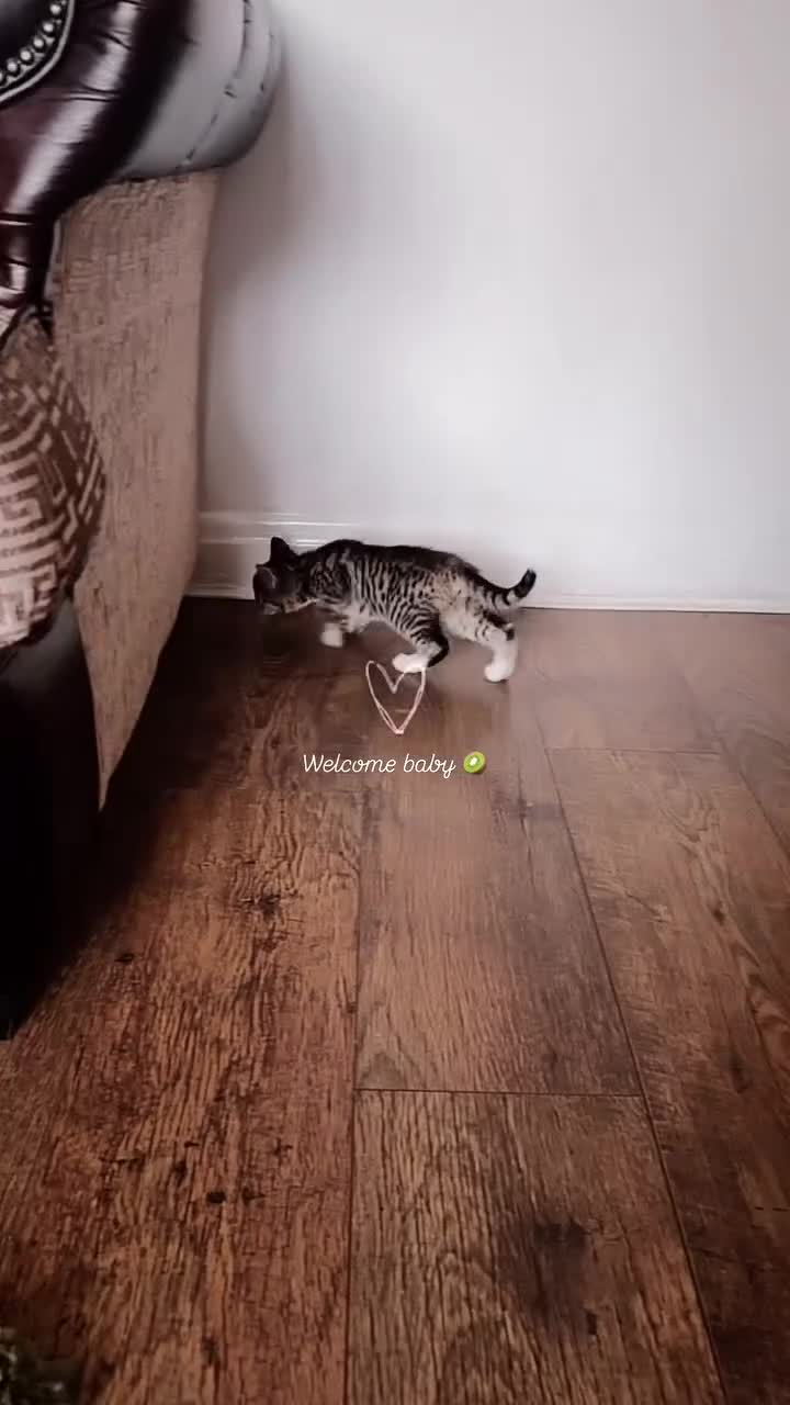 Mixed Breed cats for sale: Mixed breed (Bengal/Mainecoon/tabby) - Video 2