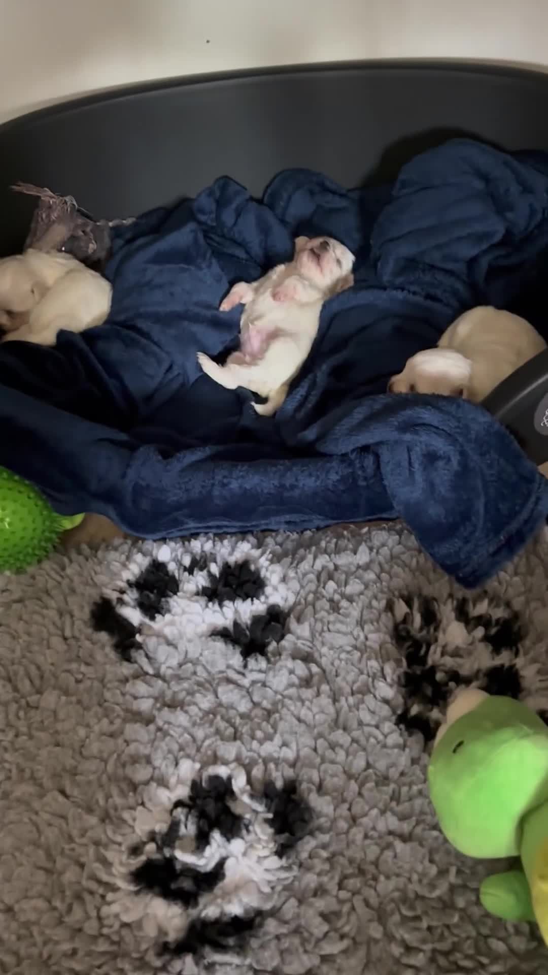 Maltese dogs for sale: Tiny Kc registered boys only  🩷💙💙 - Video 1