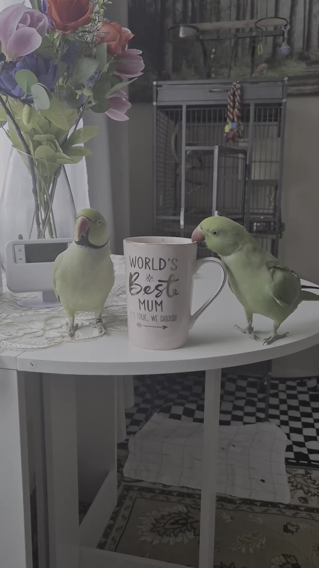 Ringnecks birds for sale: 2 ringneck parrots - Video 3