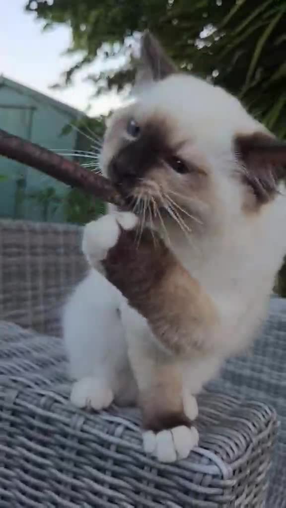 Ragdoll cats for sale: Rare European Long-Haired Ragdoll Kittens - Video 2