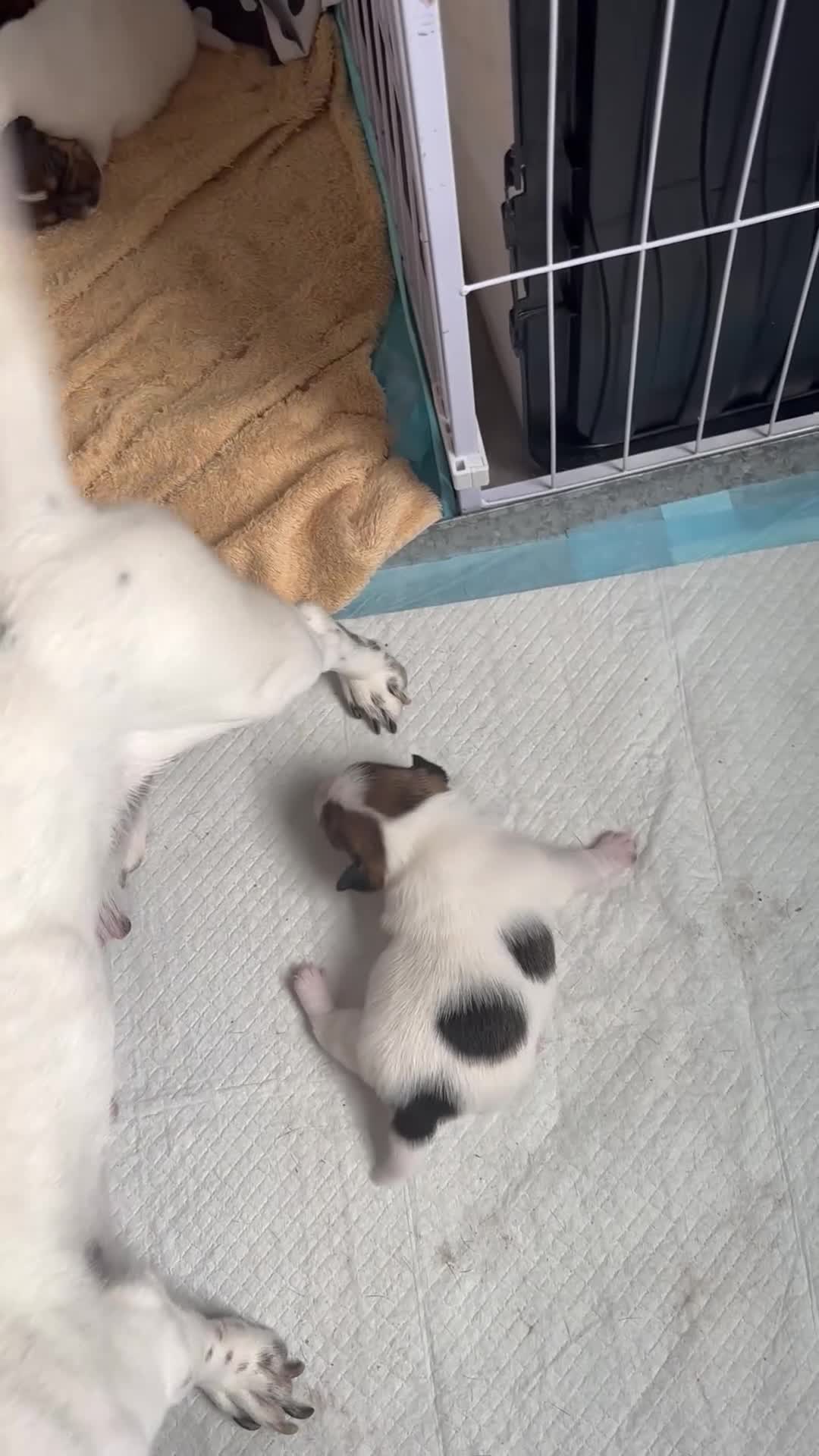 Jack Russell dogs for sale: Beautiful Jack Russell Pups 🩵🩷 - Video 5