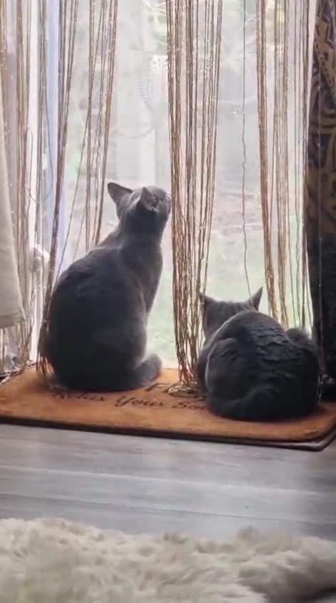 Russian Blue cats for sale: Russian blue 11 months girl for sale/exange male - Video 2