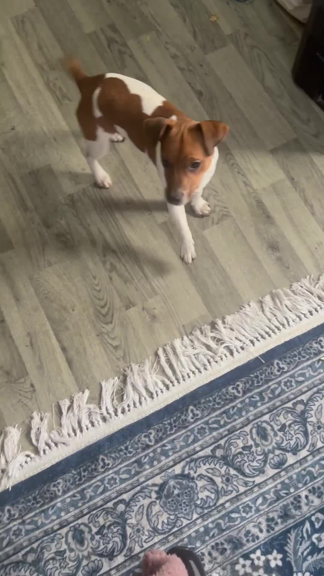 Jack Russell dogs for sale: Pure bred Jack Russell puppy  in Gravesend - Video 1