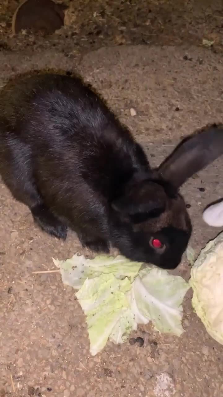 Alaska rabbits for sale: 2 year old black Alaskan rabbit  - Video 1