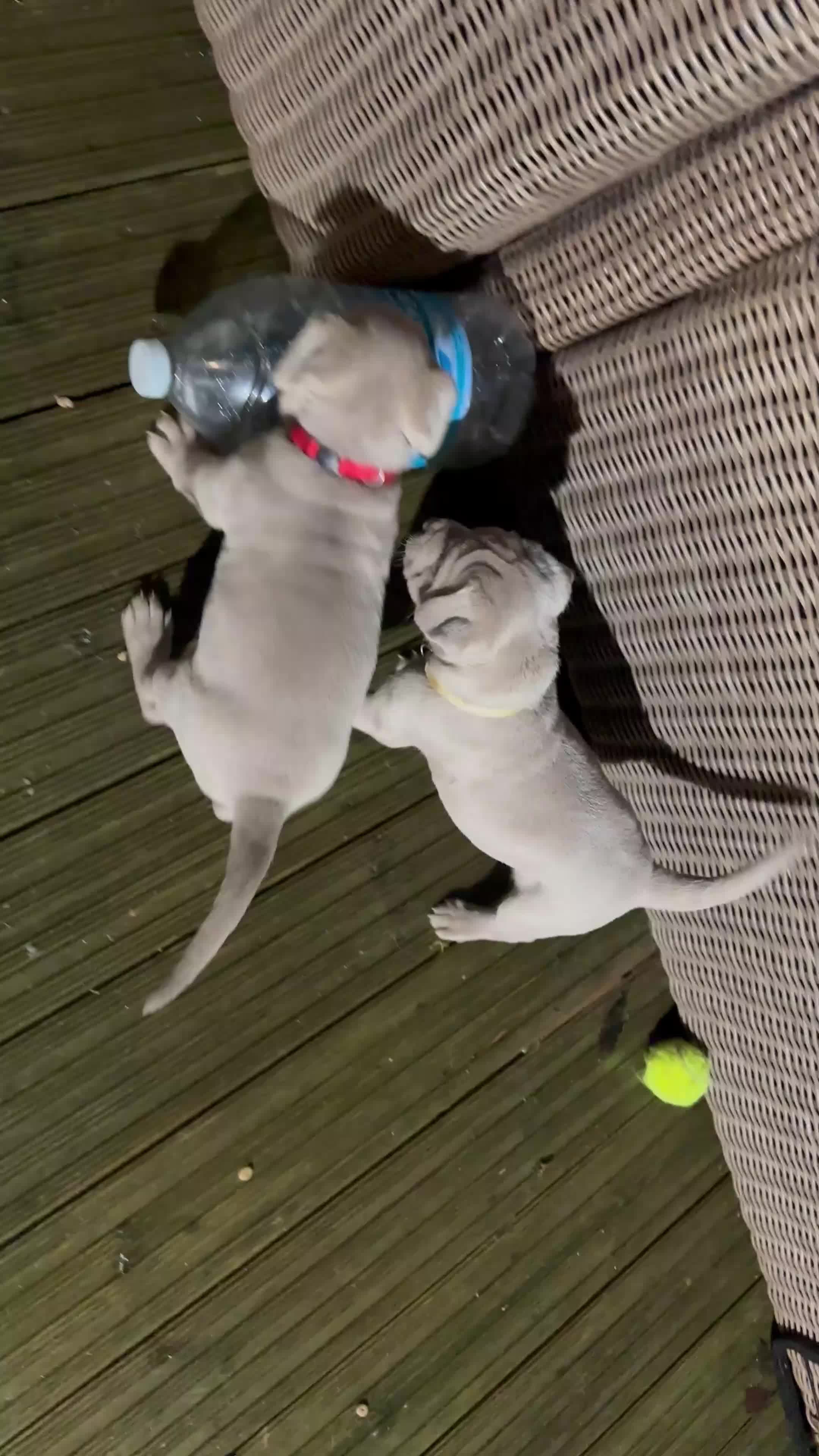 Mastiff dogs for sale: Neapolitan x Cane Corso Mix - Video 4