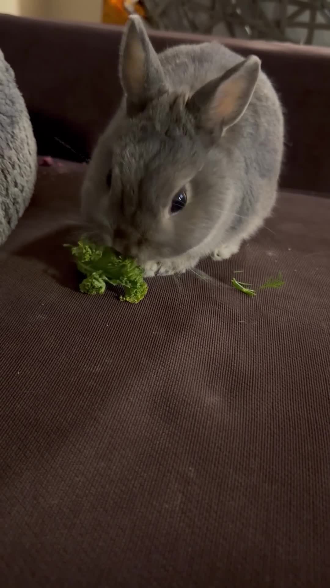 Netherland Dwarf rabbits for sale: 🐰Netherland Dwarf Rabbit for Sale–Friendly & Calm in Swanley - Video 1