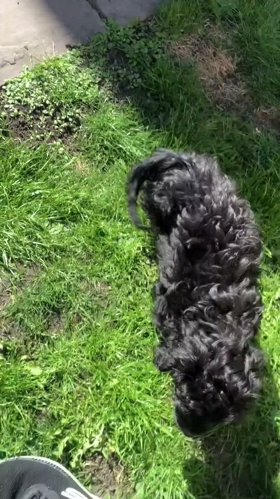 Cavapoo dogs for sale: ❗️REDUCED❗️ready to go 1 GIRL LEFT! black cavapoos - Video 3