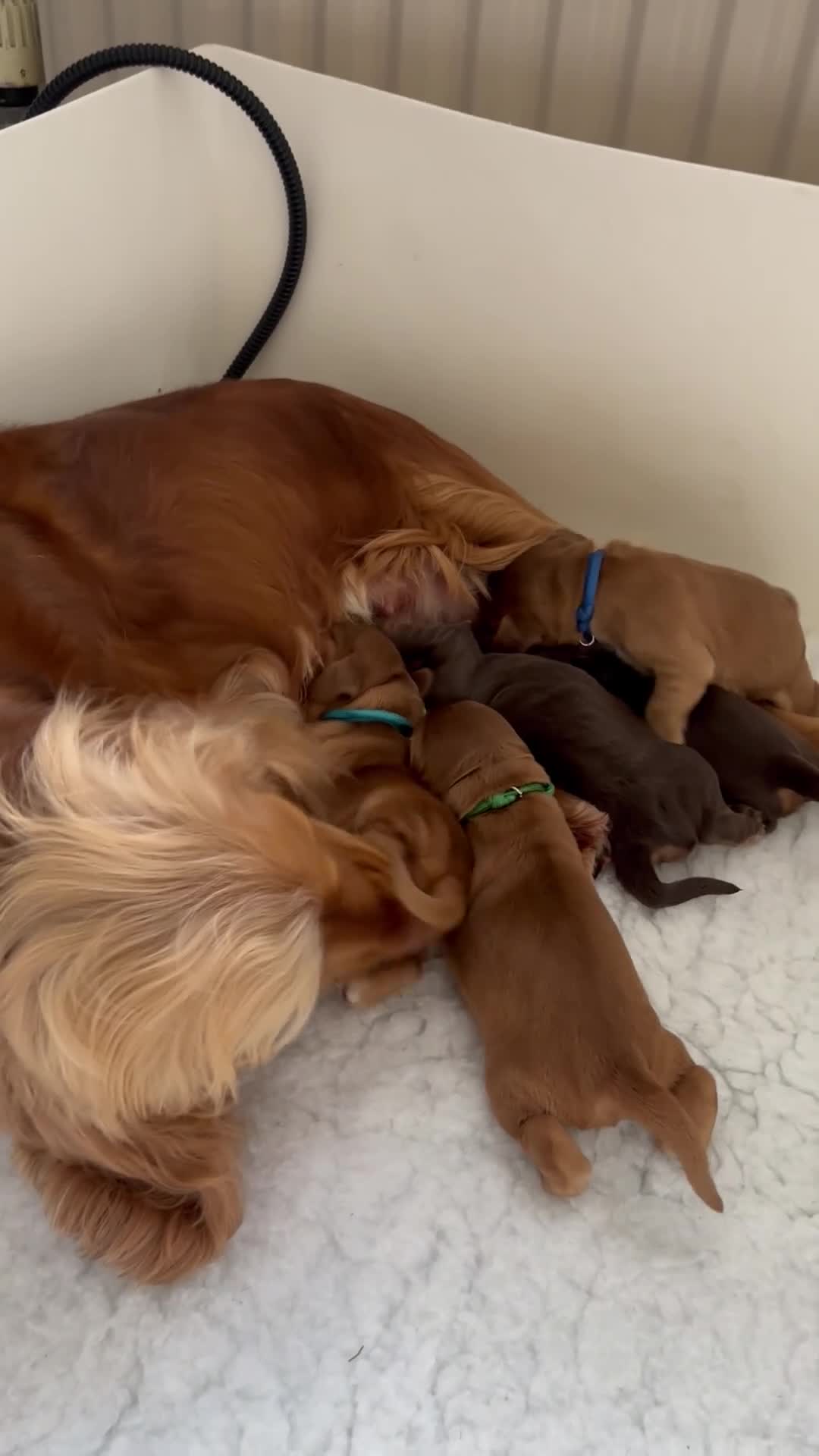 Cocker Spaniel dogs for sale: Outstanding Show cocker spaniels 4th generation  - Video 1