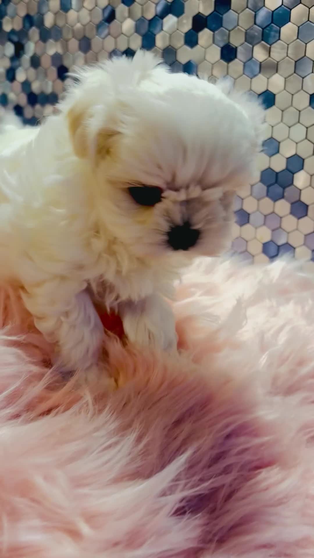 Maltese dogs for sale: ❤️🩵Full Korean Baby pups🩵❤️ - Video 2