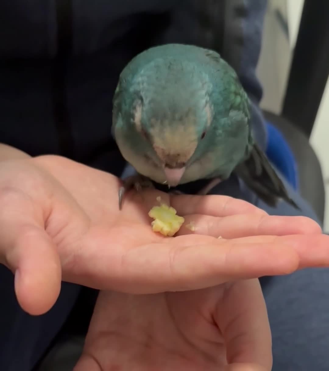 Parakeets birds for sale: Blue pied kakariki in Watford - Video 1